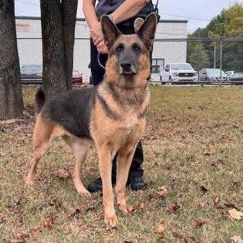 PANDORA-31098 -  German Shepherd Dog Dog for Adoption in Memphis, Tennessee - PANDORA-31098 | PetCurious