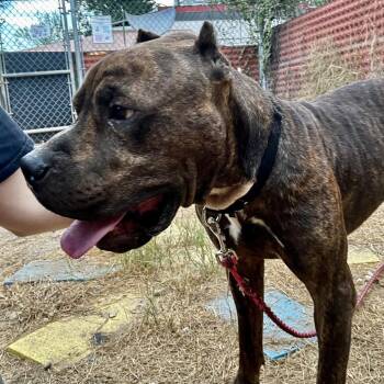 John Cena -  Pit Bull Terrier Dog for Adoption in Austin, Texas - John Cena | PetCurious