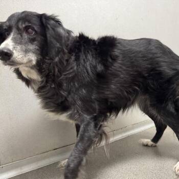 Border Collie Dogs Available for Adoption in Des Moines, Iowa - Bella | PetCurious