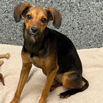Rescue Hound Dogs for Adoption in Circleville, Ohio - Olive | PetCurious