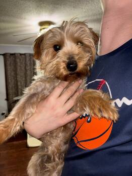 Rescue Yorkshire Terrier Dogs for Adoption in Broken Arrow, Oklahoma - Rosie Claire | PetCurious