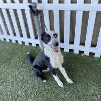 A612663 -  Border Collie Dog for Adoption in Modesto, California - A612663 | PetCurious