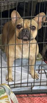 French Bulldog Dogs Available for Adoption in Mary Esther, Florida - Rose | PetCurious