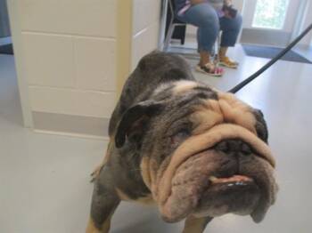 GORDO -  English Bulldog Dog for Adoption in Ocala, Florida - GORDO | PetCurious