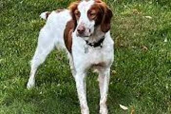 Caleb -  Brittany Spaniel Dog for Adoption in Marion, Massachusetts - Caleb | PetCurious