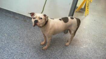 A1268710 -  Pit Bull Terrier Dog for Adoption in Charlotte, North Carolina - A1268710 | PetCurious