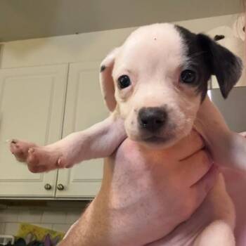 Coral -  Mixed Breed Dog for Adoption in Rockville, Maryland - Coral | PetCurious