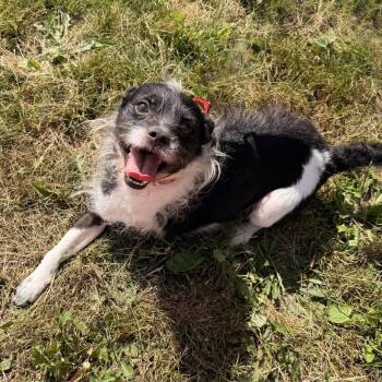 Pepe La Pew -  Mixed Breed and Wirehaired Terrier Dog for Adoption in Port Angeles, Washington - Pepe La Pew | PetCurious