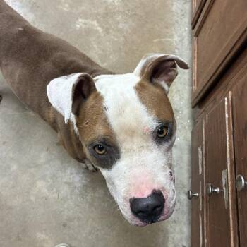Paint- 092908U -  Pit Bull Terrier and Mixed Breed Dog for Adoption in Tupelo, Mississippi - Paint- 092908U | PetCurious
