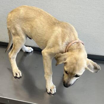 111090 -  Mixed Breed Dog for Adoption in Las Cruces, New Mexico - 111090 | PetCurious