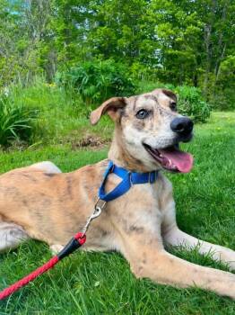 Harlan -  Mixed Breed Dog for Adoption in Brooks, Maine - Harlan | PetCurious
