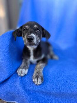 Puma -  Hound Dog for Adoption in Orland Park, Illinois - Puma | PetCurious