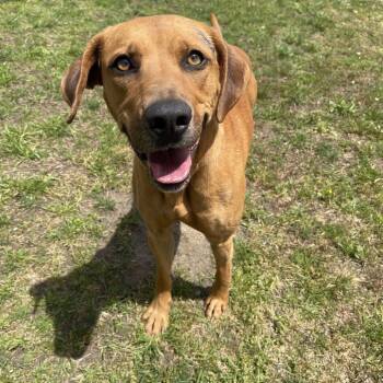 Mixed Breed Dogs Available for Adoption in Blairsville, Georgia - Gunner | PetCurious