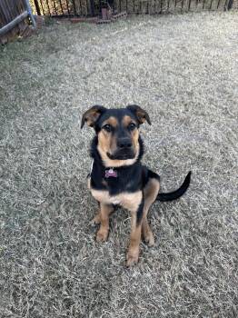 Rescue Rottweiler Dogs for Adoption in Dallas, Texas - Puppy Peach | PetCurious