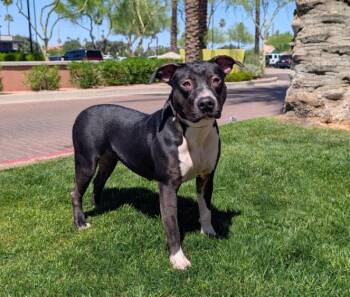 Pit Bull Terrier Dogs Available for Adoption - Kekoa 4142 | PetCurious