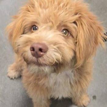 Odysseus -  Poodle Dog for Adoption in Fresno, California - Odysseus | PetCurious