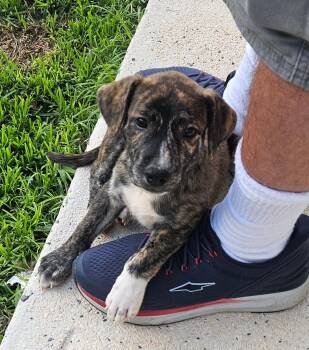 Dotty -  Mixed Breed Dog for Adoption in Toms River, New Jersey - Dotty | PetCurious