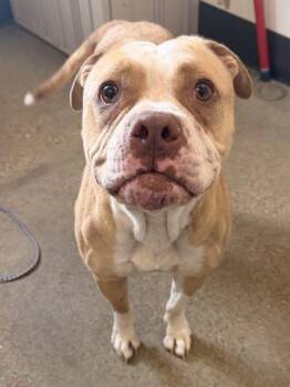 Raketa -  Pit Bull Terrier Dog for Adoption in Cleveland, Ohio - Raketa | PetCurious