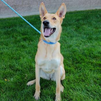 Honey -  Shepherd and Canaan Dog Dog for Adoption in Great Falls, Montana - Honey | PetCurious