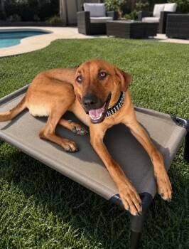 Ginger -  Hound Dog for Adoption in Las Vegas, Nevada - Ginger | PetCurious