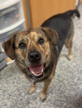 Moose -  Mixed Breed Dog for Adoption in Bemidji, Minnesota - Moose | PetCurious
