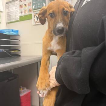 Madge (Adoption Fee Sponsored) -  Mixed Breed Dog for Adoption in Columbiana, Alabama - Madge (Adoption Fee Sponsored) | PetCurious