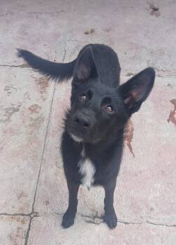 Rescue Shepherd and Border Collie Dogs for Adoption in Sherwood, Oregon - Jacobo | PetCurious