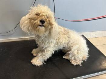 COCADA -  Maltese Dog for Adoption in Rowlett, Texas - COCADA | PetCurious