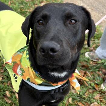 Doberman Pinscher and Labrador Retriever Dogs Available for Adoption - Pumpkin | PetCurious