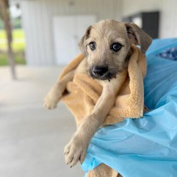 Mercutio -  Mixed Breed Dog for Adoption in Hendersonville, North Carolina - Mercutio | PetCurious