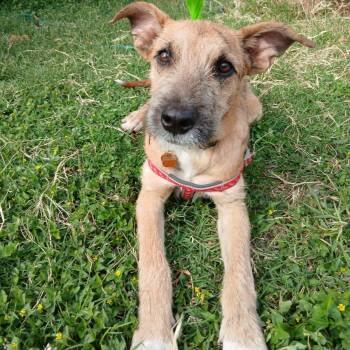 Irish Terrier Dogs Available for Adoption - Rocket | PetCurious