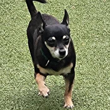 Josh -  Chihuahua Dog for Adoption in Greensboro, North Carolina - Josh | PetCurious