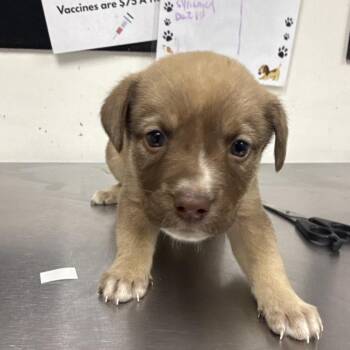 sky -  Shepherd and Catahoula Leopard Dog Dog for Adoption in Parrish, Alabama - Sky | PetCurious