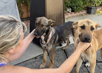 German Shepherd Dog and Retriever Dogs Available for Adoption - BONNIE & CLYDE (Bonded Pair)  | PetCurious