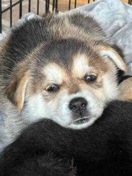 Mixed Breed Dogs Available for Adoption - Edna | PetCurious