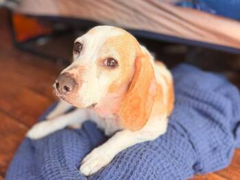 Rusty - Fostered in SE Nebraska -  Beagle Dog for Adoption in Overland Park, Kansas - Rusty - Fostered In SE Nebraska | PetCurious