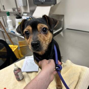 Miniature Pinscher Dogs Available for Adoption in Reno, Nevada - Chop | PetCurious