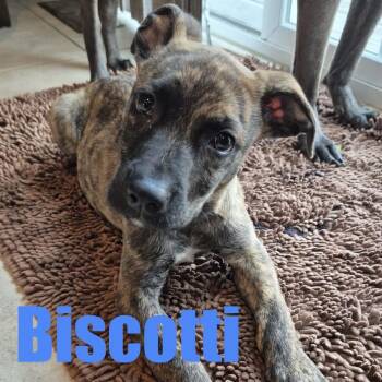 Terrier and Mixed Breed Dogs Available for Adoption - Biscotti | PetCurious