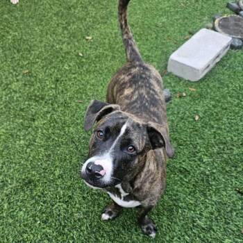 Rescue Chiweenie and Terrier Dogs for Adoption in Largo, Florida - TOMMY- Needs A Foster Or Adopter | PetCurious