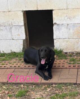 Labrador Retriever Dogs Available for Adoption - Gracie | PetCurious