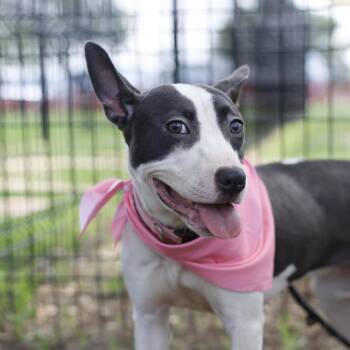 NUBE -  American Staffordshire Terrier Dog for Adoption in San Antonio, Texas - NUBE | PetCurious