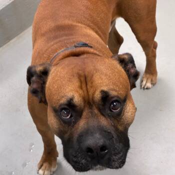 Rescue Boxer and Mixed Breed Dogs for Adoption in Morganfield, Kentucky - Frog (Norris) | PetCurious