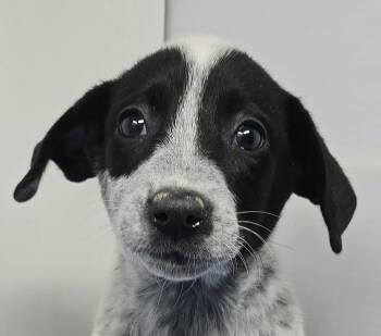 Akron -  Spaniel and Chihuahua Dog for Adoption in Newport, Tennessee - Akron | PetCurious