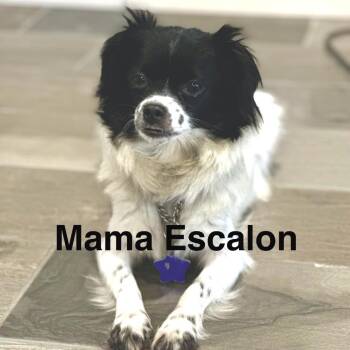 Mixed Breed Dogs Available for Adoption in San Francisco, California - Beau | PetCurious