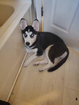 Siberian Husky Dogs Available for Adoption in Spring City, Pennsylvania - Bonita  | PetCurious