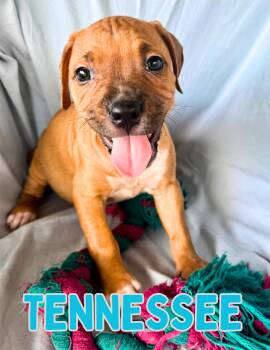 Tennessee -  Boxer Dog for Adoption in Shalimar, Florida - Tennessee | PetCurious