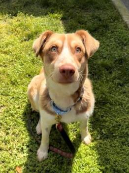 DIET DR KELP -  Australian Shepherd and Border Collie Dog for Adoption in Leesburg, Virginia - DIET DR KELP | PetCurious