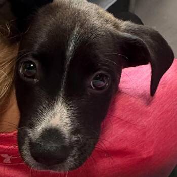 Max -  Mixed Breed Dog for Adoption in Fairfax Station, Virginia - Max | PetCurious