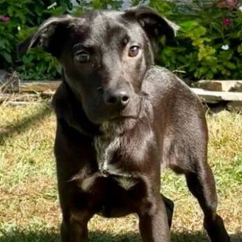 Rescue Labrador Retriever and Terrier Dogs for Adoption in Bloomfield, Connecticut - Salem | PetCurious