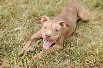 Kestrel -  American Staffordshire Terrier Dog for Adoption in Newburgh, Indiana - Kestrel | PetCurious
